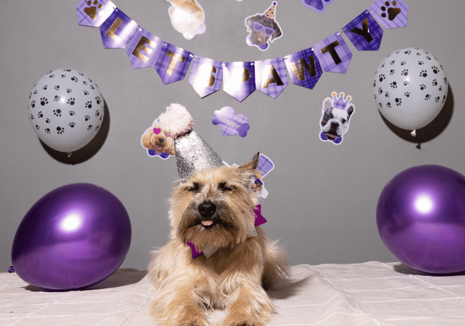 Small terrier wearing a glitter cone hat and purple bowtie sits on a beige blanket with purple balloons and a Happy Birthday banner in the background.